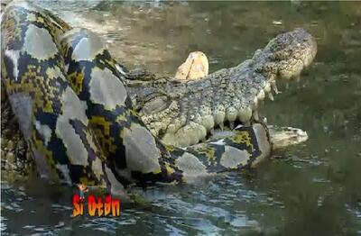  مستند حیات وحش؛ پیتون غول خزید تو قلمرو تمساح از چنگش در آورد