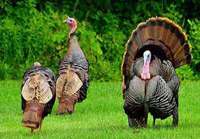  زنجان قطب پرورش و تولید گوشت بوقلمون کشور است