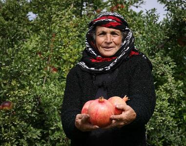  بزرگترین انارستان کشور میزبان جشنواره یاقوت سرخ