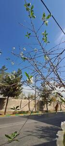 عکس: شکوفه پاییزی درخت آلبالو در مشهد!