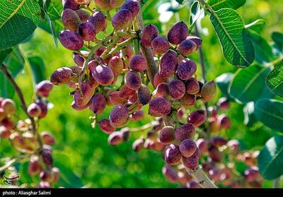بیش از 90 درصد باغات قرچک زیر کشت پسته رفته‌اند - تسنیم