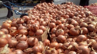  خرید حمایتی پیاز آغاز شد؛ پرداخت ۷۳ درصد مطالبات کشاورزان