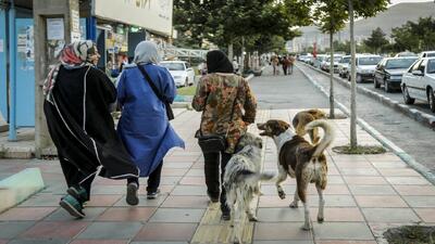  آغاز همکاری‌های علمی برای ساماندهی جمعیت سگ‌ها و موش‌های پایتخت