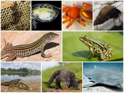  اتفاقی نادر در حیات وحش، تولید مثل بدون وجود پدر!