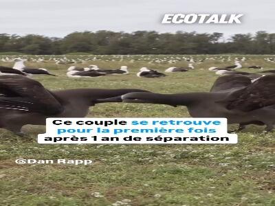  رقص عاشقانه آلباتروس‌های پا سیاه؛ پیوندی برای تمام عمر