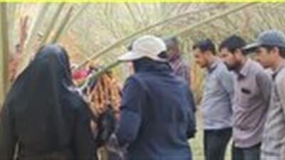  رصد و پایش میدانی باغات نخل شهرستان طبس