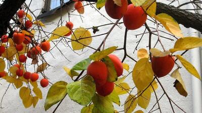  میوه خوشمزه‌ای که می‌تواند باعث انسداد روده شود