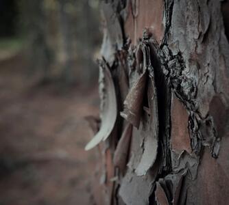  4 علت ترکیدن پوست درختان