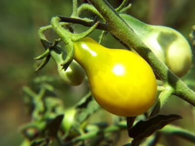  راهنمای کامل کاشت و نگهداری گوجه گلابی