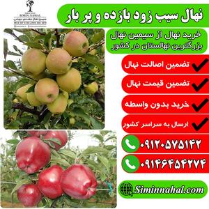  خرید نهال سیب، شروعی طلایی و باغی سرسبز |  انصاف نیوز