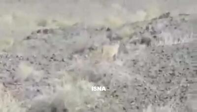 گشت و گذار یک قلاده کاراکال در پارک ملی توران