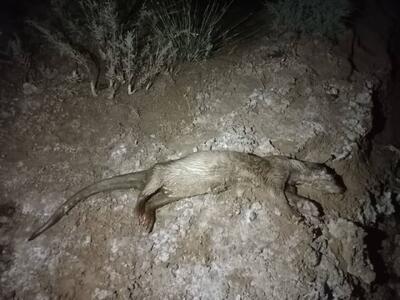  شنگ اوراسیایی در جنوب فارس؛ کشف امید در میان تهدید