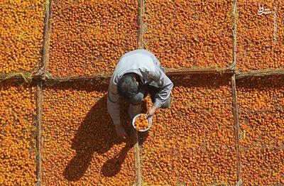 عکس/ برداشت و خشک کردن سنتی آلو در خور