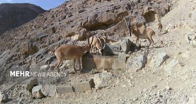  حیات‌وحش روستای زیارت شهر کیلان