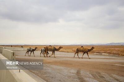  ۳۰۰ نفر شتر از تالاب جازموریان خارج شد