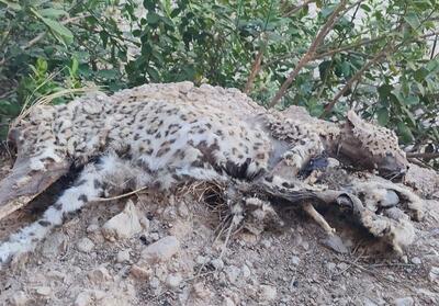 لاشه پلنگ ایرانی در ‌بوشهر کشف شد/ هنوز علت دقیق مرگ مشخص نیست - تسنیم
