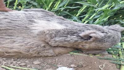  راهکار‌های تازه برای حفاظت از حیات وحش در هنگام برداشت محصولات کشاورزی