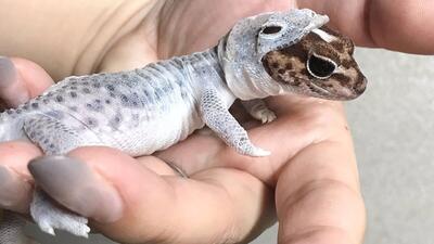  ویدئویی از پوست اندازی مارمولک با کمک انسان + فیلم