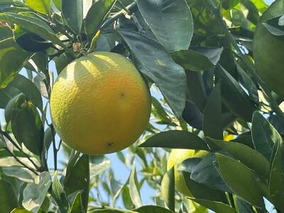  مگس میوه مدیترانه‌ای هنوز در کمین باغات است