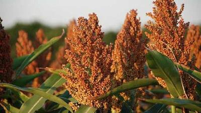  کشت ۷۰ هکتار سورگوم علوفه‌ای در خراسان شمالی طی امسال