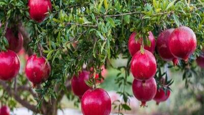  جشنواره ملی انار در خورش رستم خلخال برگزار می شود