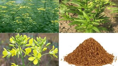  جایگاه نخست خراسان شمالی در تولید دانه کاملینا
