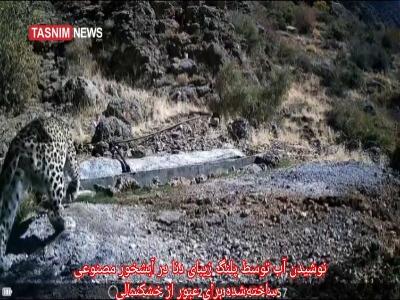  لحظه آب خوردن پلنگ از آبشخور حیوانات در دنا