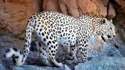  لحظه آب خوردن پلنگ از آبشخور حیوانات در دنا (فیلم)