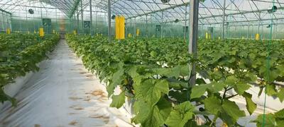  طرح‌های جدید برای توسعه گلخانه‌ها، دامپروری و شیلات در کشور