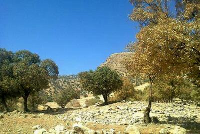  جنگل‌های بلوط بانکول ایلام؛ قربانی توسعه صنعتی یا غفلت؟