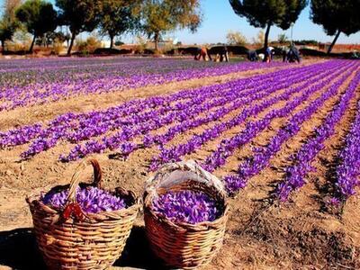 وامنان، نگین زعفران ایران؛ الگویی جهانی برای توسعه روستایی