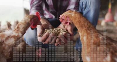  چگونه هزینه تغذیه طیور را کاهش دهیم؟