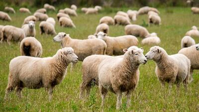  این صدای گله گوسفندان را حتما بشنوید !