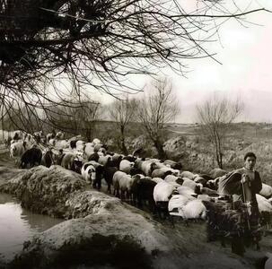  عکس/ گله گوسفندان در کنار نهر آب ۱۲۵ سال پیش در بلوار کشاورز تهران | اقتصاد24