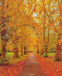  عکس/ چشم انداز رویایی از پاییز هزار رنگ لندن | اقتصاد24