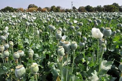 ماجرای کشت خشخاش در ایران به کجا رسید؟