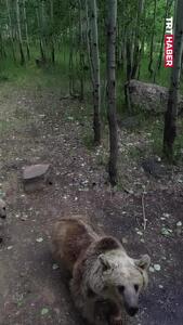  وقتی خانواده خرس پهپاد می‌بینند