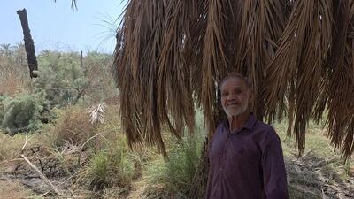 نخل‌داران خوزستانی سیاهپوش مرگ عزیزان‌شان شدند