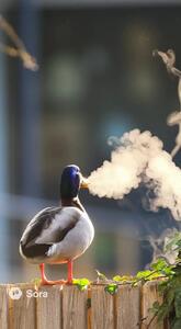  تبدیل یک عکس خاص به ویدئو با هوش مصنوعی + فیلم