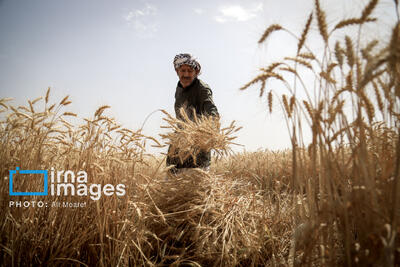  مدیریت صحیح زراعی عامل تعیین کننده در موفقیت کشت گندم