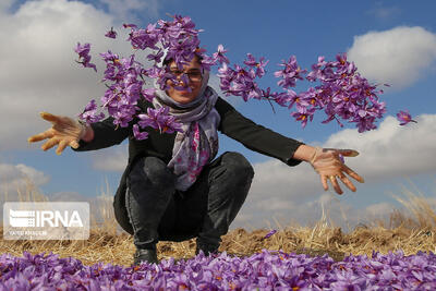  برداشت طلای سرخ در ۳۰ درصد مزارع زیر کشت خراسان رضوی آغاز شد