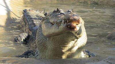  گرفتن کروکودیل با دست خالی توسط پلیس! + فیلم