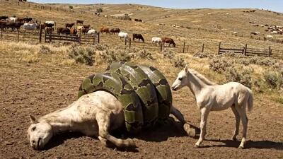  حیات وحش مصنوعی؛ اسب دلیر برای نجات جان مادرش از چنگ پیتون غول کمک آورد