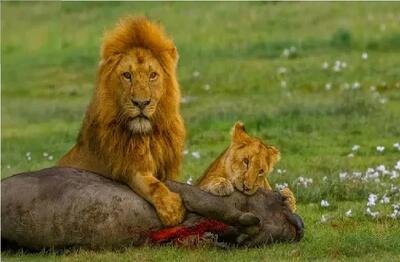  مستند حیات وحش؛ تلاش بی وقفه شیر برای شکار بوفالو مثمر ثمر شد