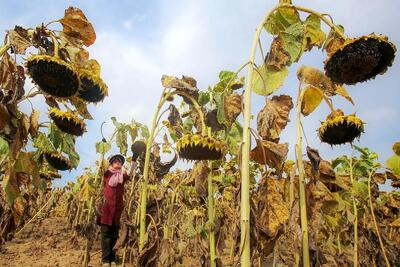  کشاورزی نوین؛ آفتاب گردونو با تخمه هاش میکنن دوباره میذارن رو شاخه خشک شه راحت جدا شن