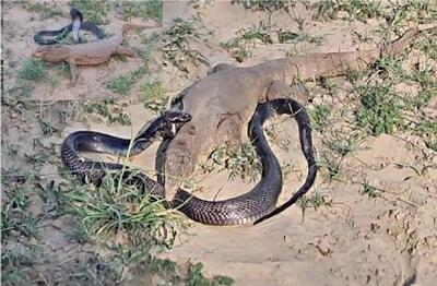  مستند حیات وحش؛ تلاش مذبوحانه مار شلنگی برای بلع کومودو غول