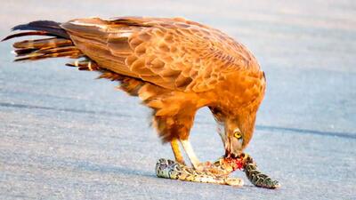  مستند حیات وحش؛ عقاب وقت ناهار مار خورد