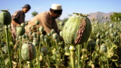  کشت خشخاش در ایران هنوز مصوبه رسمی ندارد
