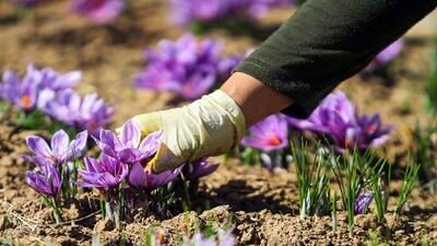 برداشت طلای سرخ در ۳۰ درصد مزارع زیر کشت خراسان رضوی آغاز شد