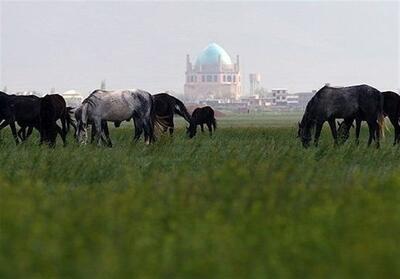  چمن سلطانیه در آستانه نابودی/ وقتی چرای بی‌رویه و کم‌آبی طبیعت را می‌بلعد   تصاویر - تسنیم